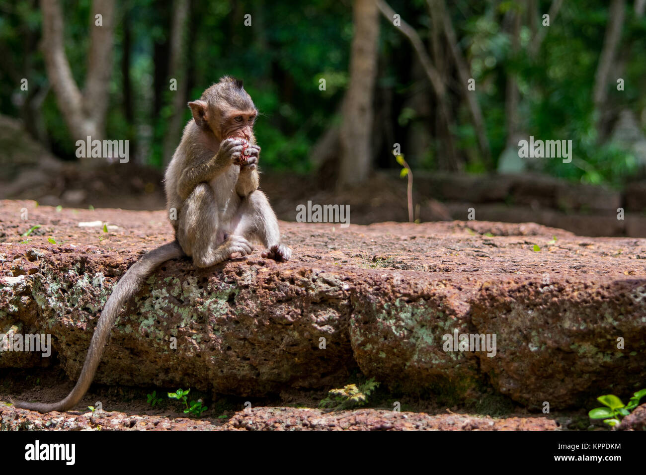 A young, small, baby hungry macaque monkey eating and munching a red fruit whilst sitting down on a wall, in Cambodia, South East Asia Stock Photo