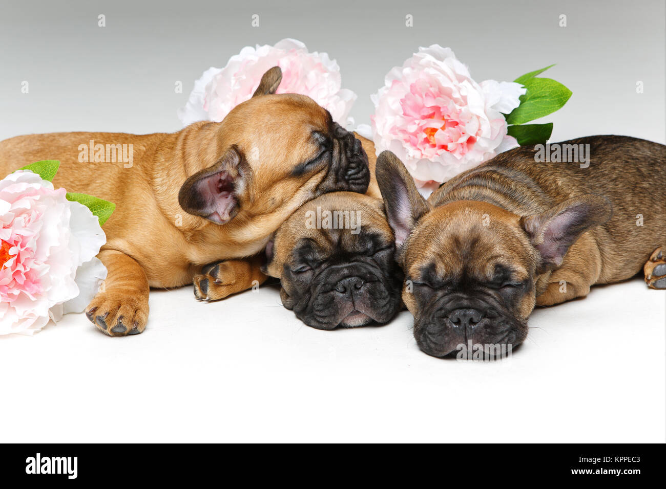 beautiful french bulldogs