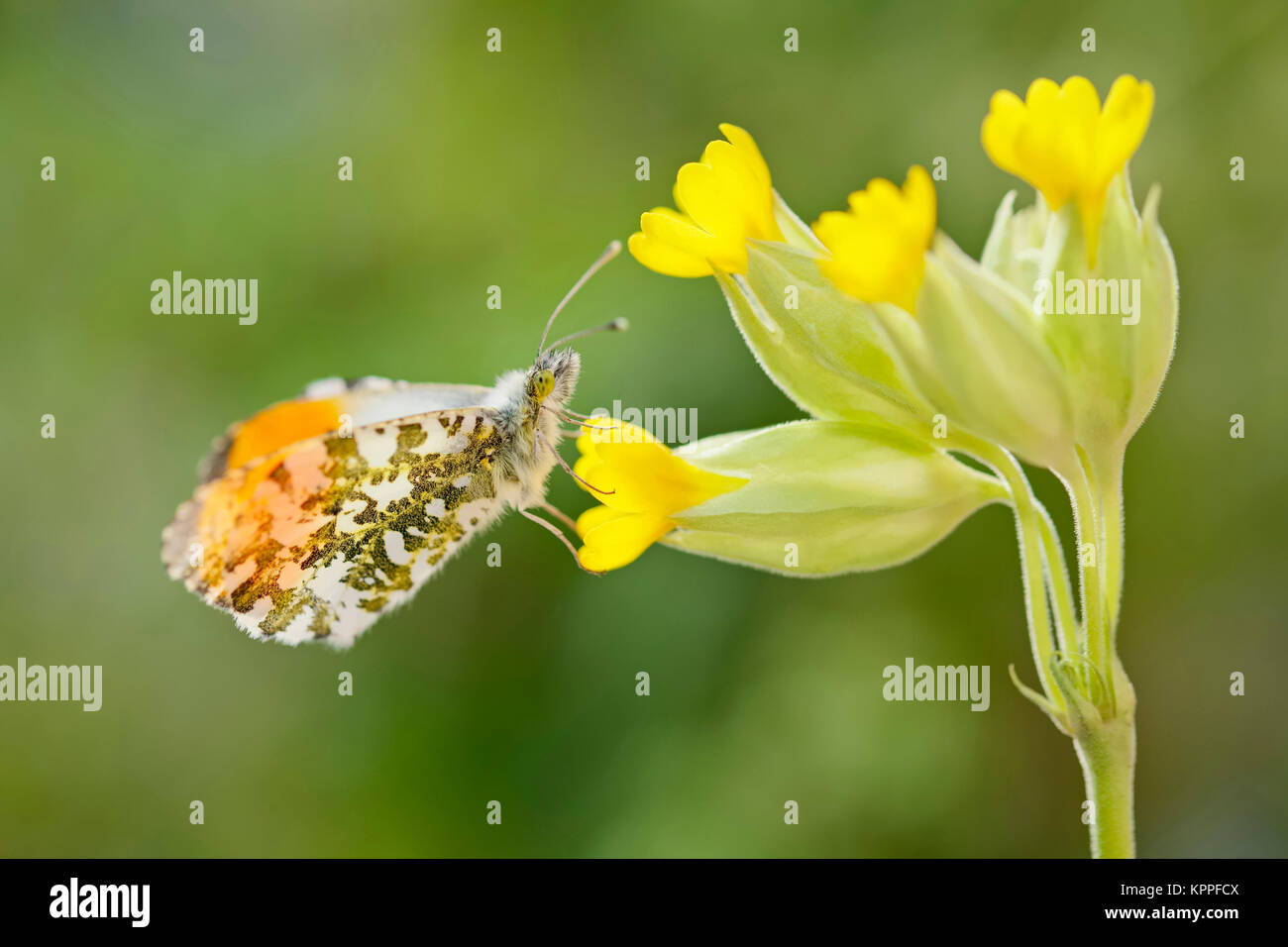 Male orange-tip butterfly resting on Cowslip flowers Stock Photo