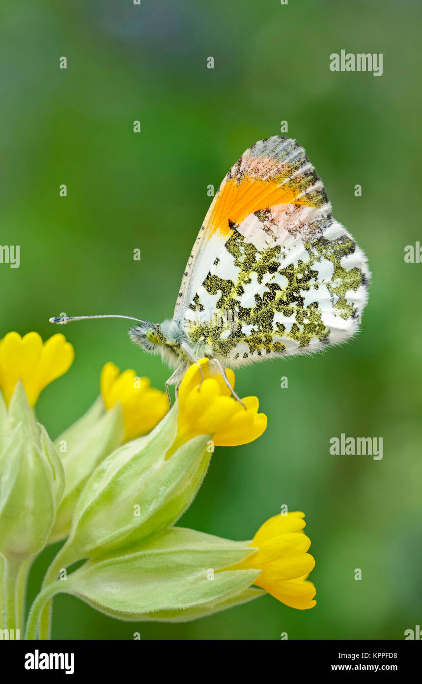 Male orange-tip butterfly resting on Cowslip flowers Stock Photo