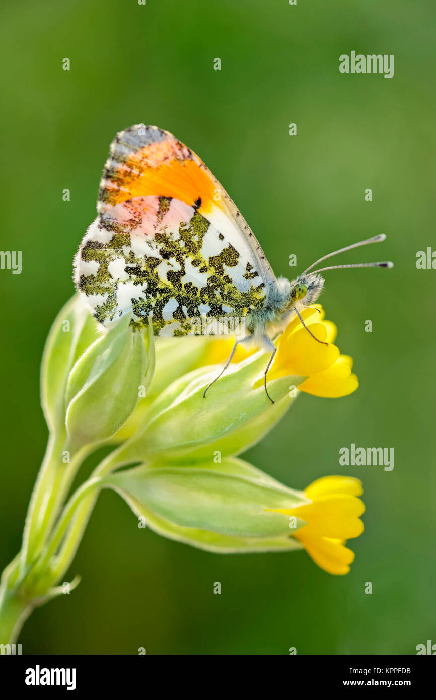 Male orange-tip butterfly resting on Cowslip flowers Stock Photo