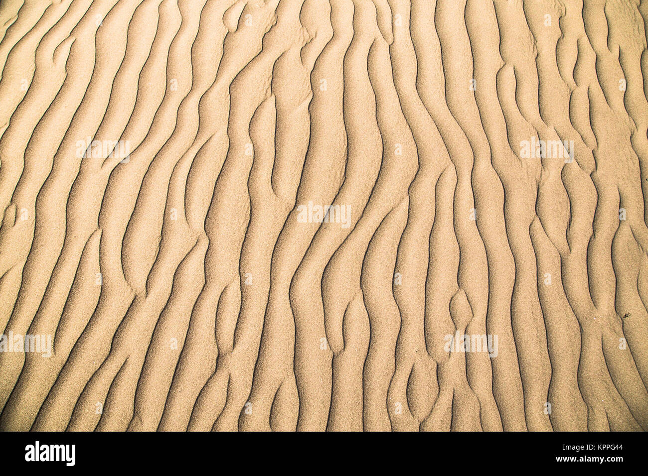 Sandy dunes in famous natural Maspalomas beach on Gran Canaria. Spain Stock Photo