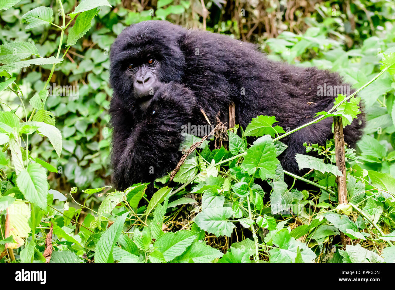 Mountain gorilla peering Stock Photo