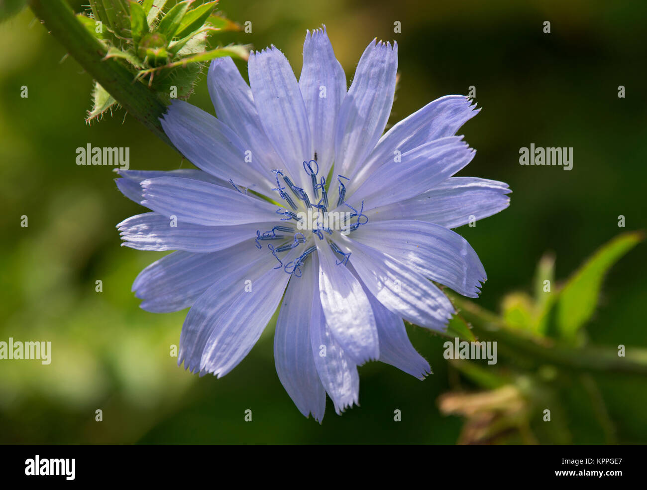 Common chicory flower, Cichorium intybus, Lancashire, UK Stock Photo