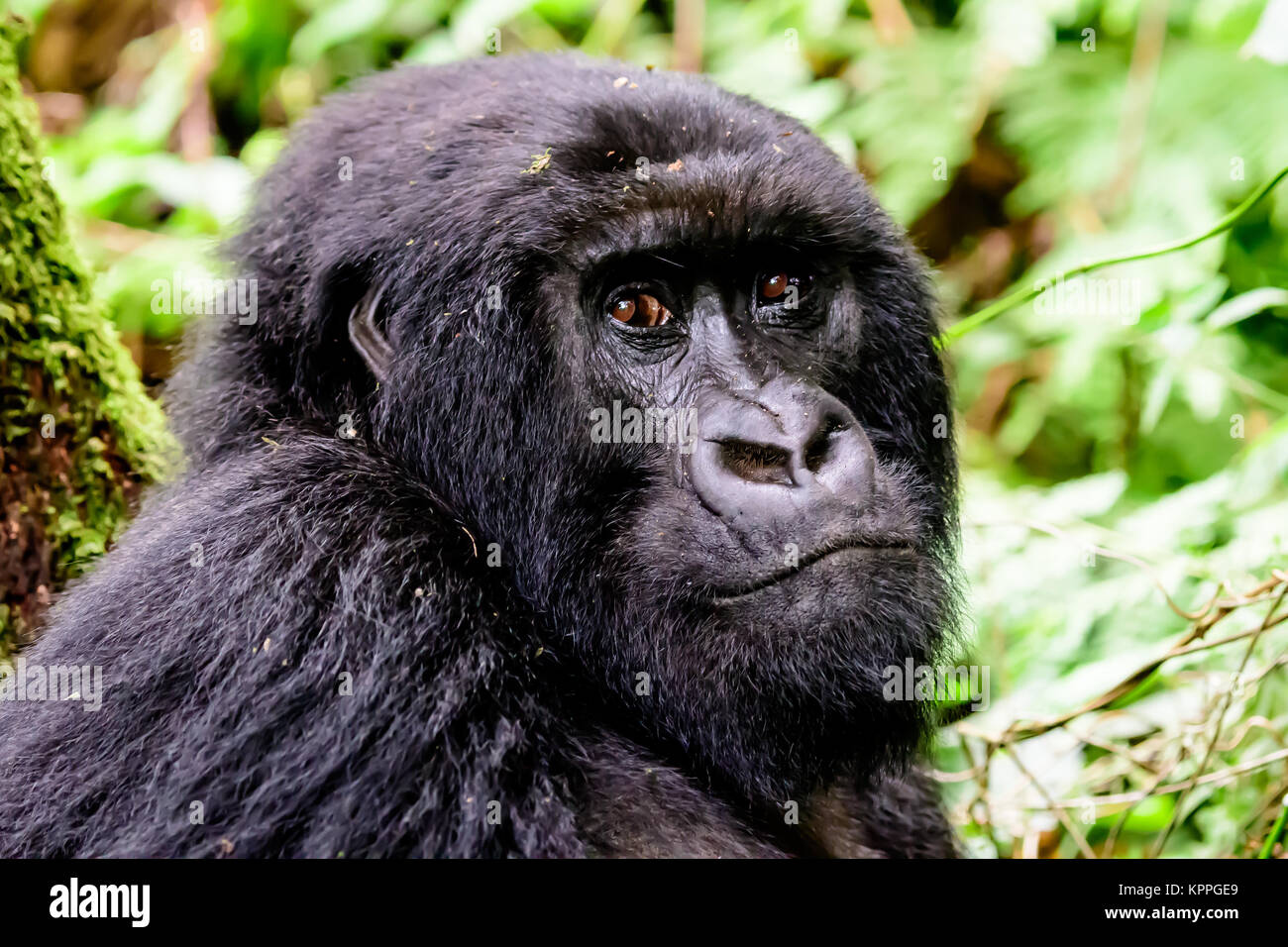 close up of the face of a mountain gorilla Stock Photo