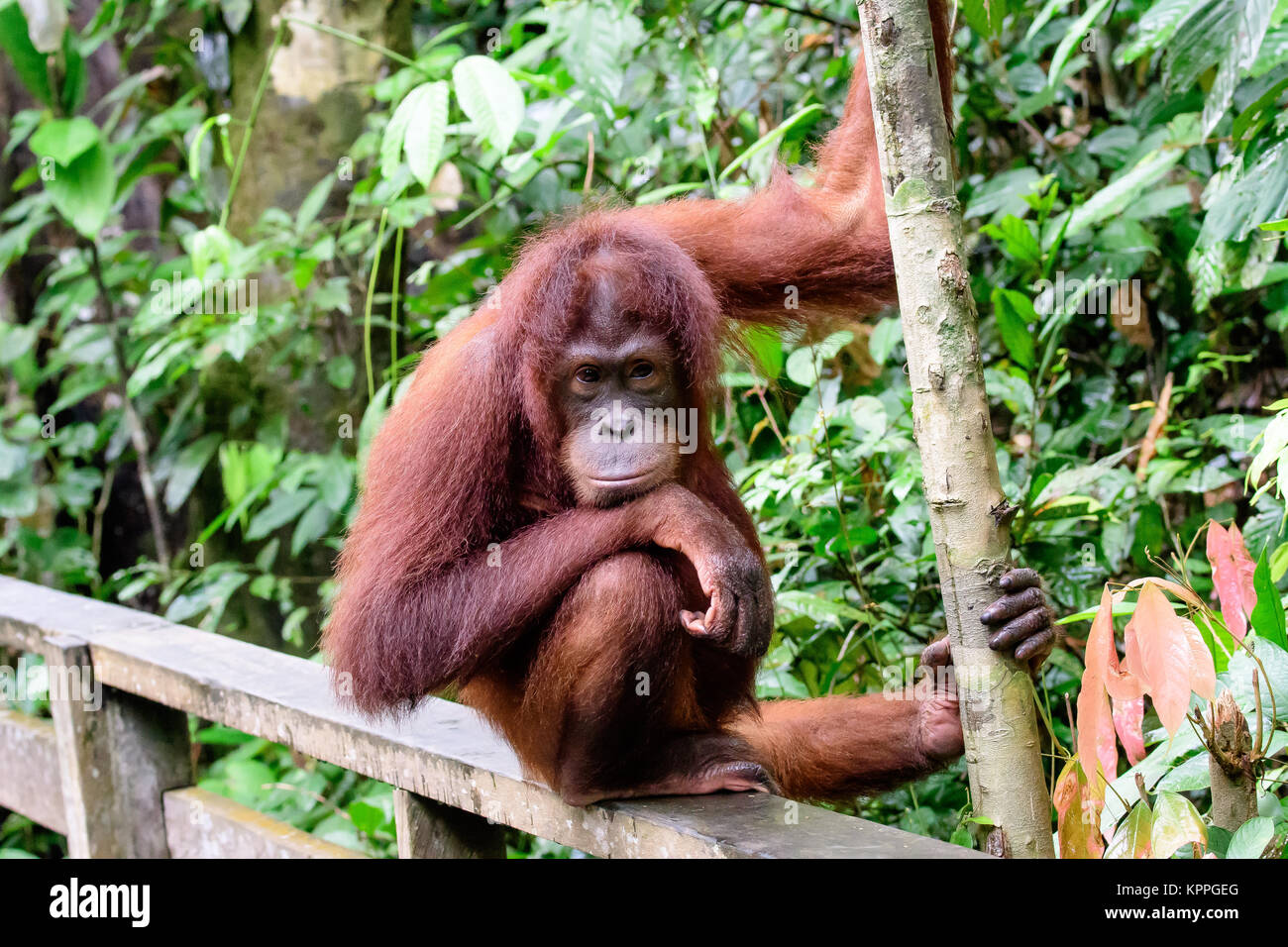 intelligent face of an Orangutan Stock Photo