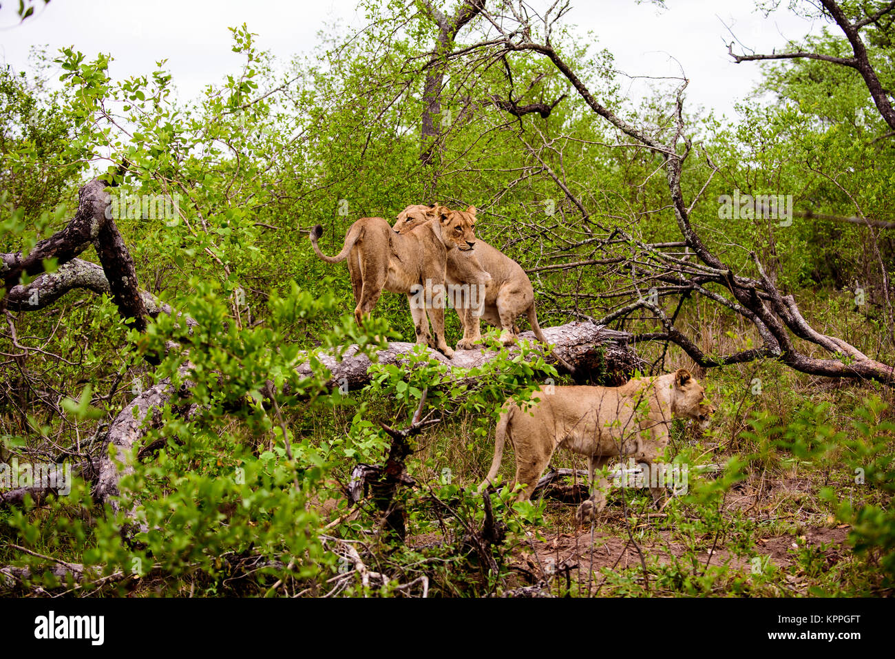 Lionesses on a log in the forest Stock Photo