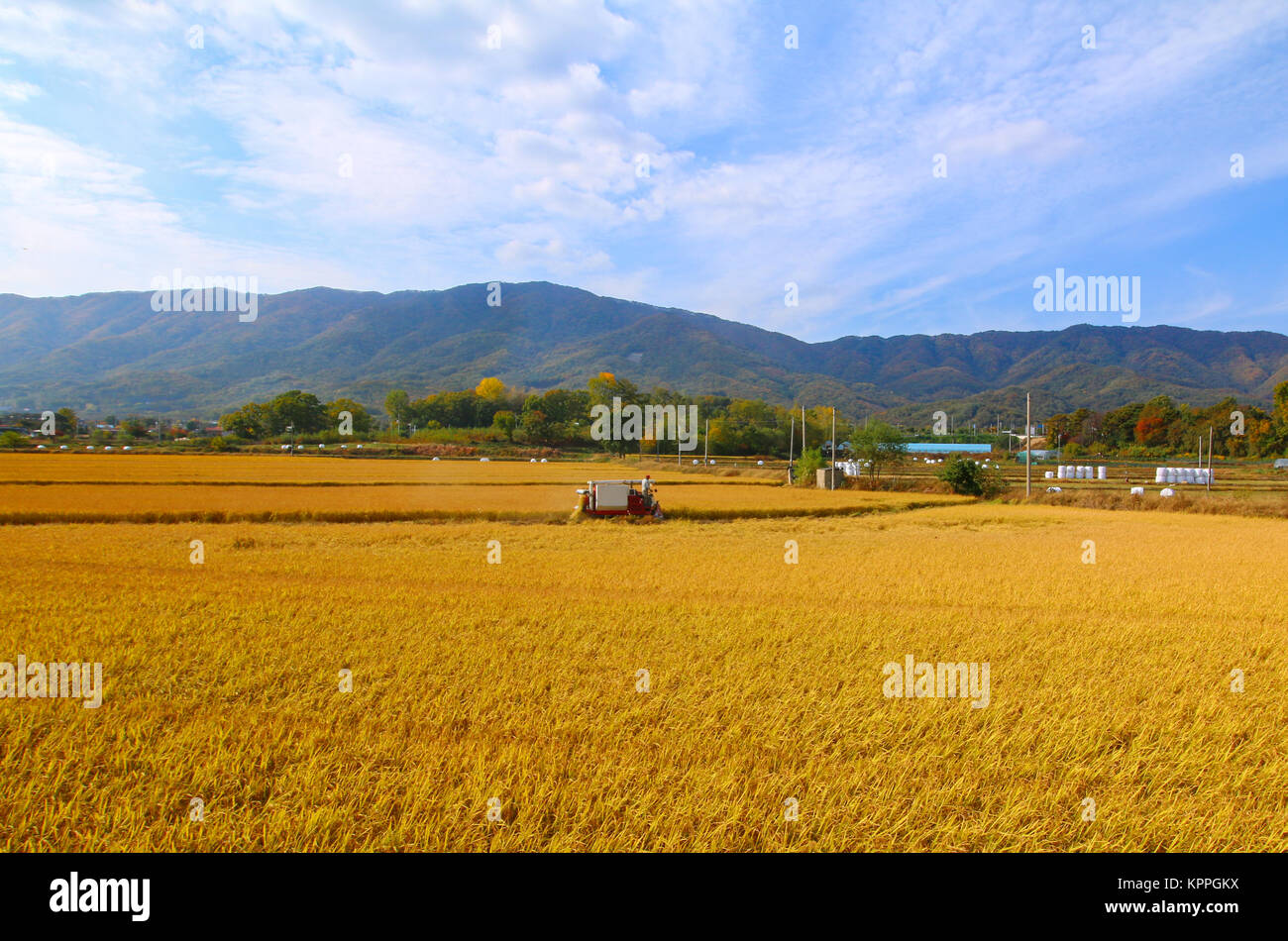 Fall ripe rice field in Korea Stock Photo