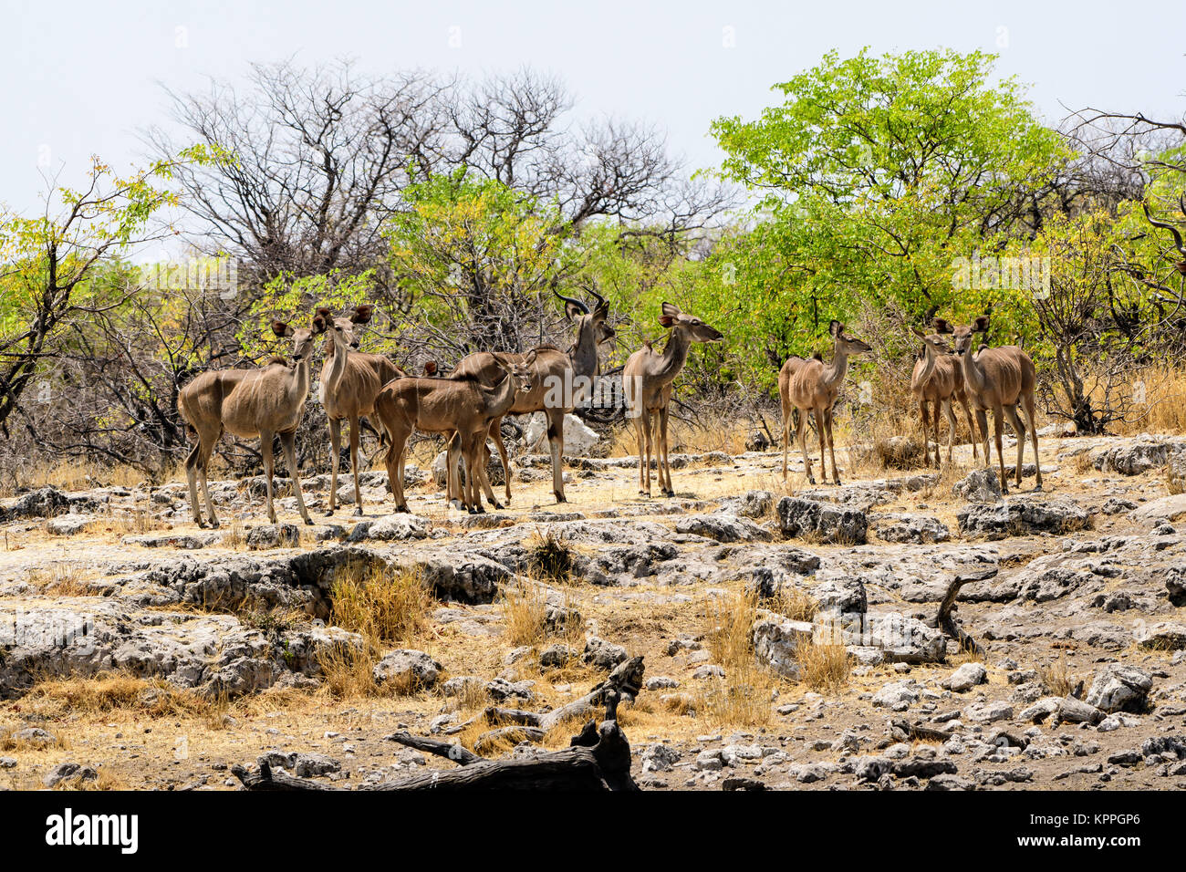 Group of female kudu waiting their turn at the waterhole Stock Photo