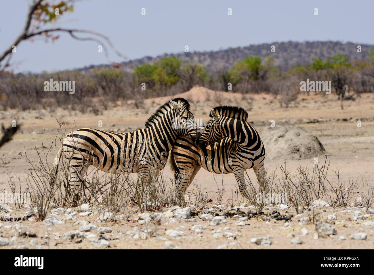 Two affectionate loving Zebra Stock Photo