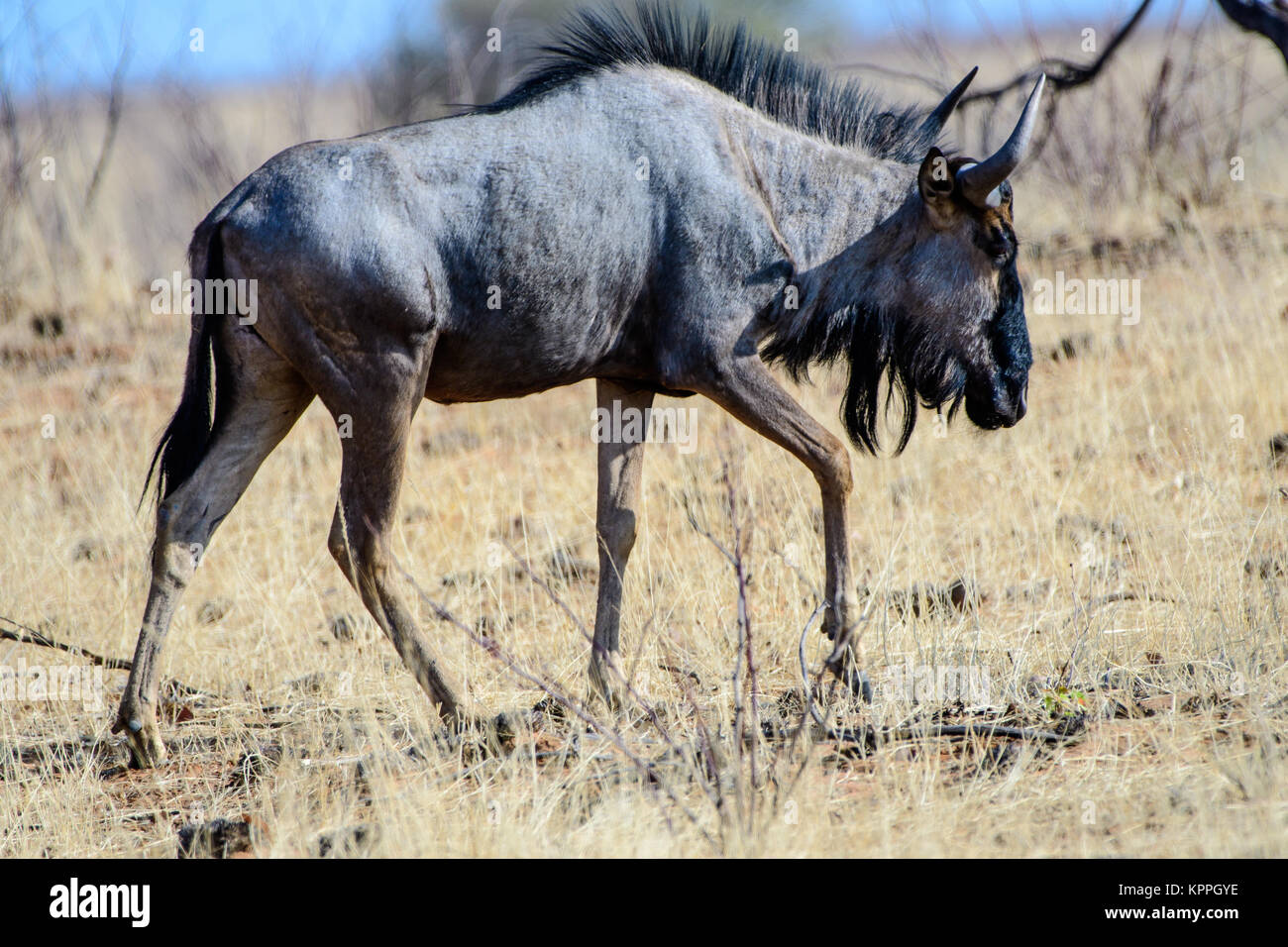 Wildebeest walking by without a care in the waorld Stock Photo