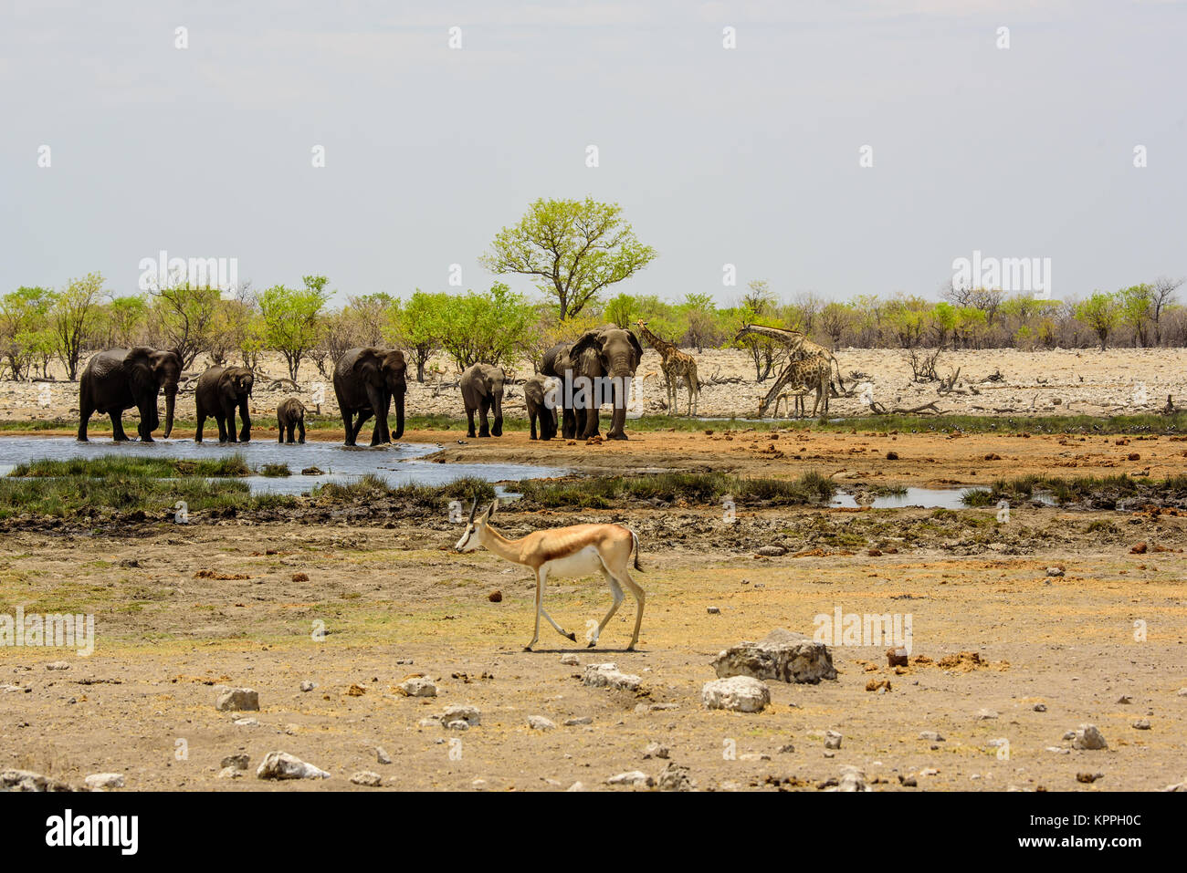 African elephant family walking away from the waterhole Stock Photo
