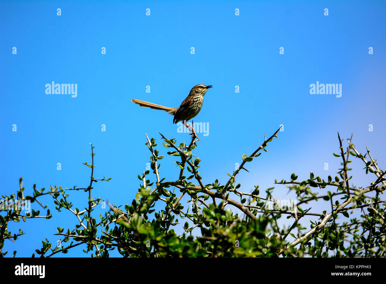 Cape Mocking Bird At The Top Of A Tree