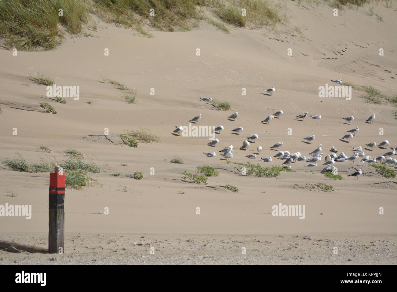 Seagulls at beach on North sea, Texel, Netherlands Stock Photo
