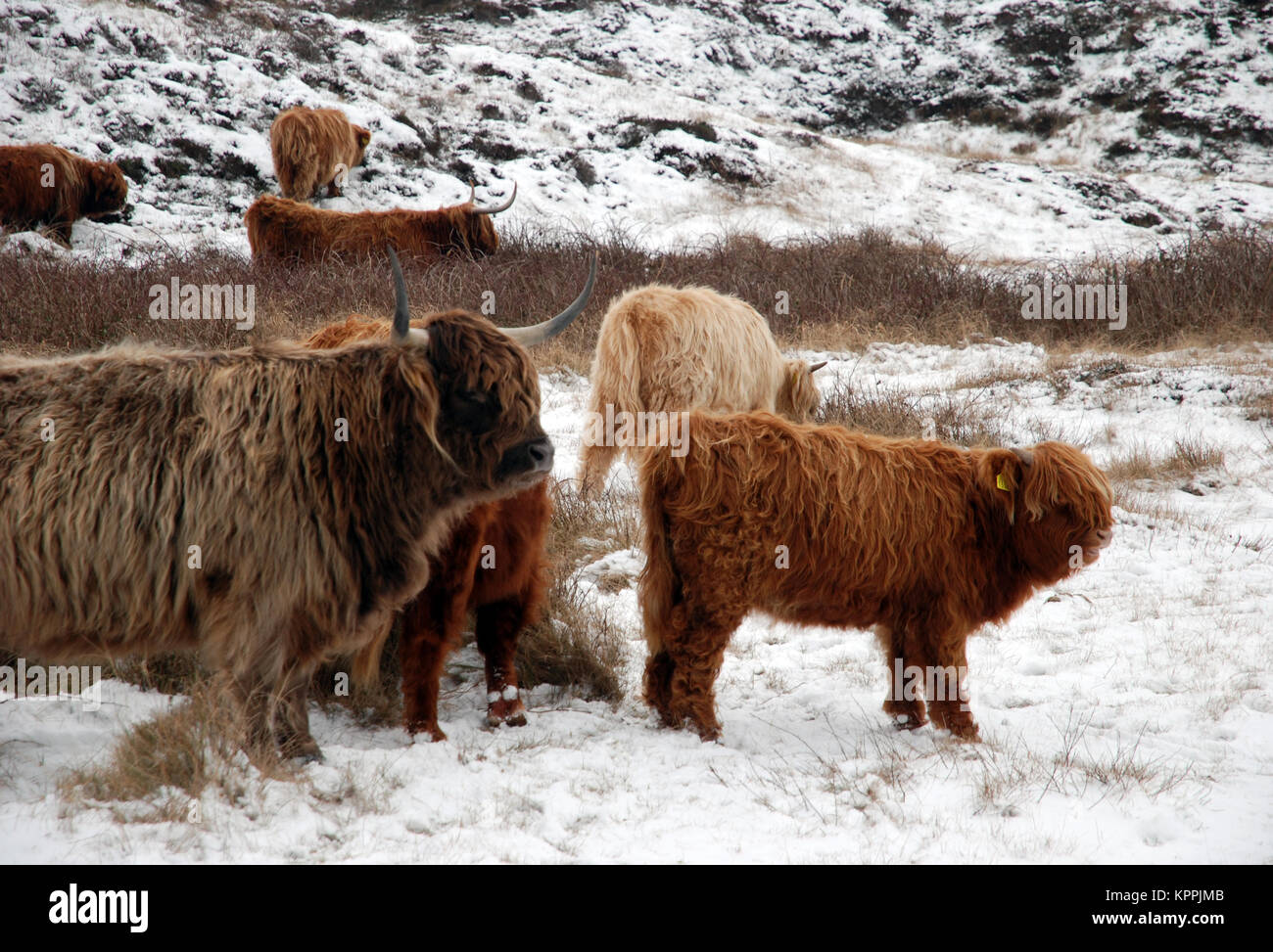 Highland cows in winter at isle Texel, the Netherlands. Stock Photo