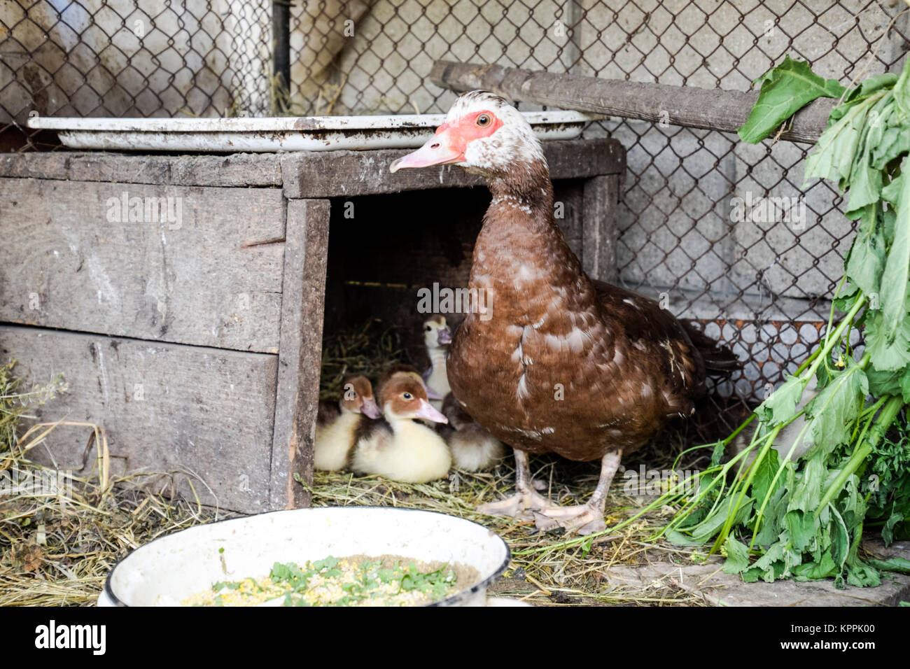 Muscovy duck mother with ducklings. Ducklings of a musky duck
