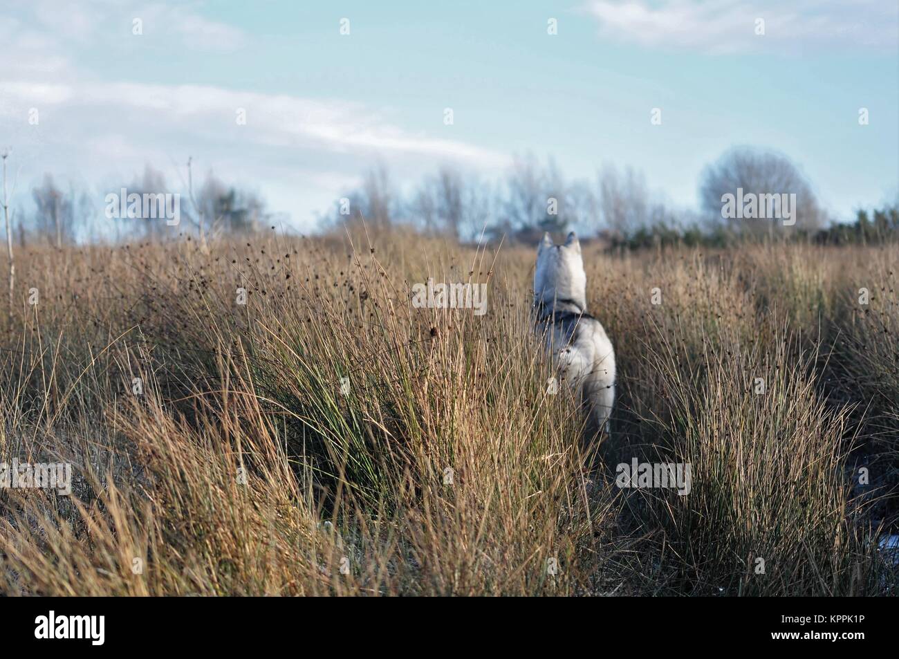 siberian husky silver grey dog at wildeness Stock Photo
