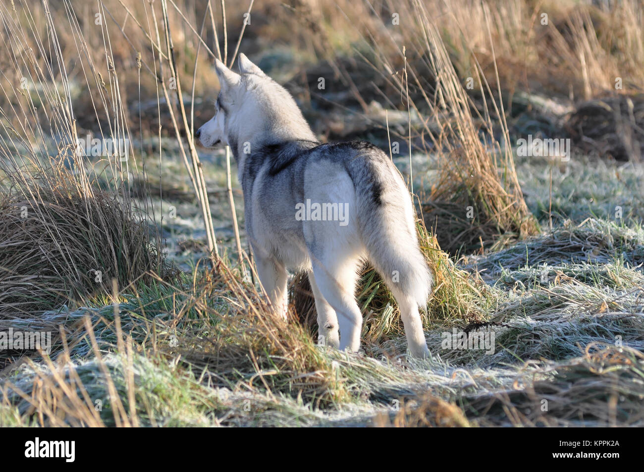 siberian husky silver grey dog at wildeness Stock Photo