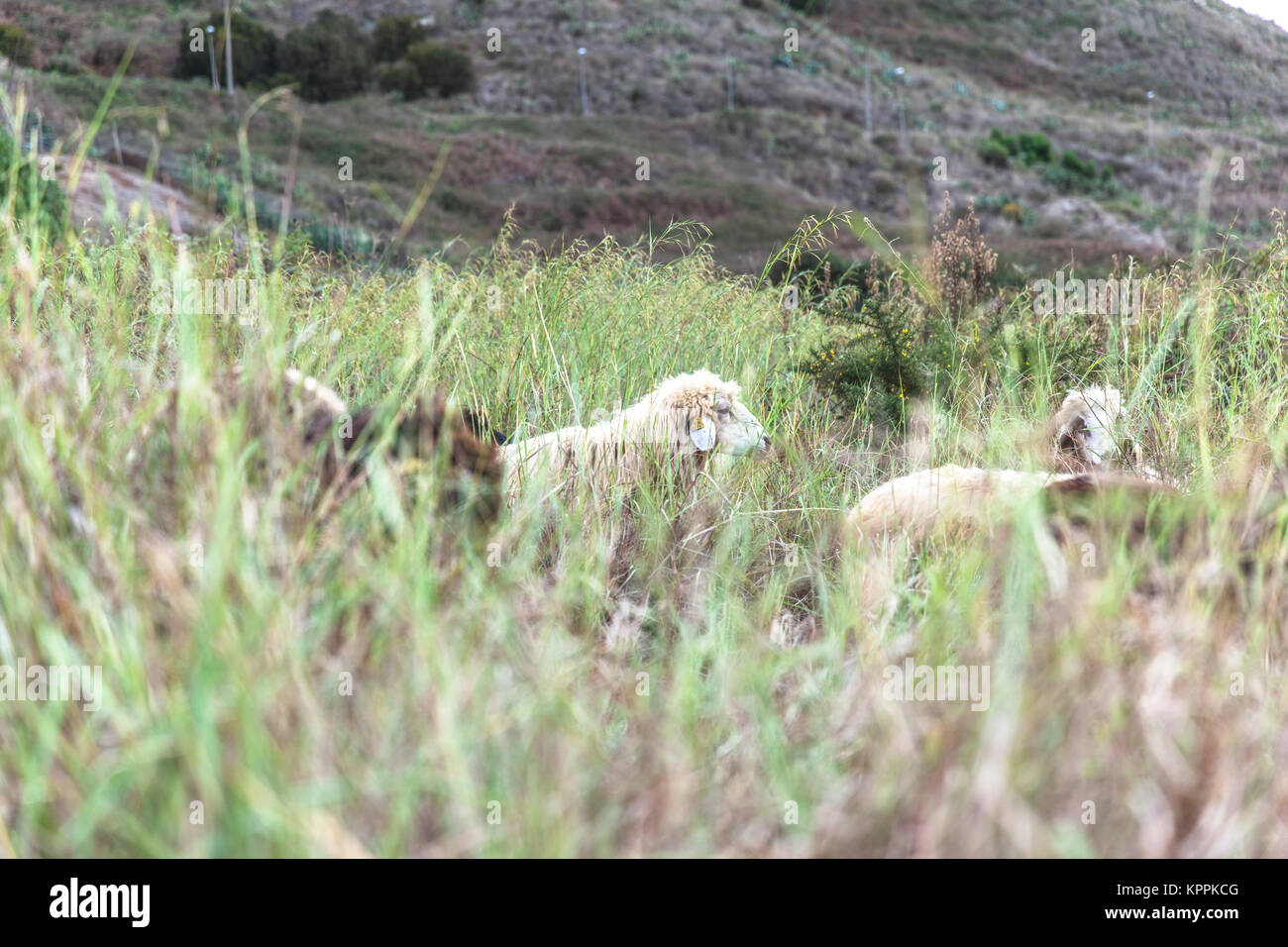 Shepherd and sheep herd grazing in the open air Stock Photo - Alamy