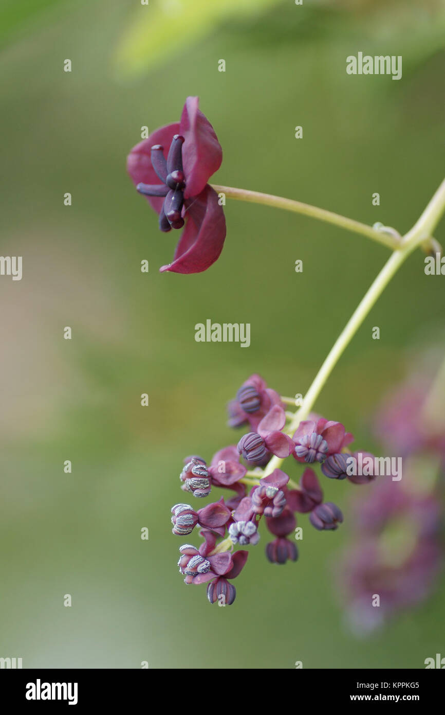 Akebia quinata and flower hi-res stock photography and images - Alamy