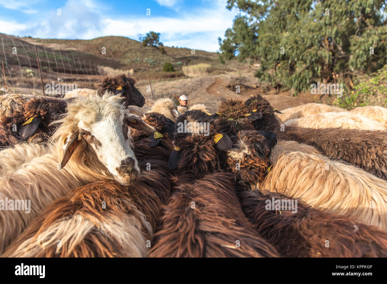 Shepherd and sheep herd grazing in the open air Stock Photo - Alamy