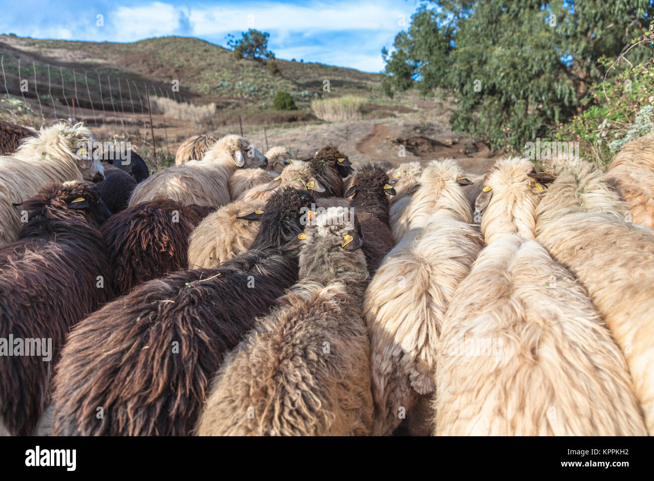 Shepherd and sheep herd grazing in the open air Stock Photo - Alamy