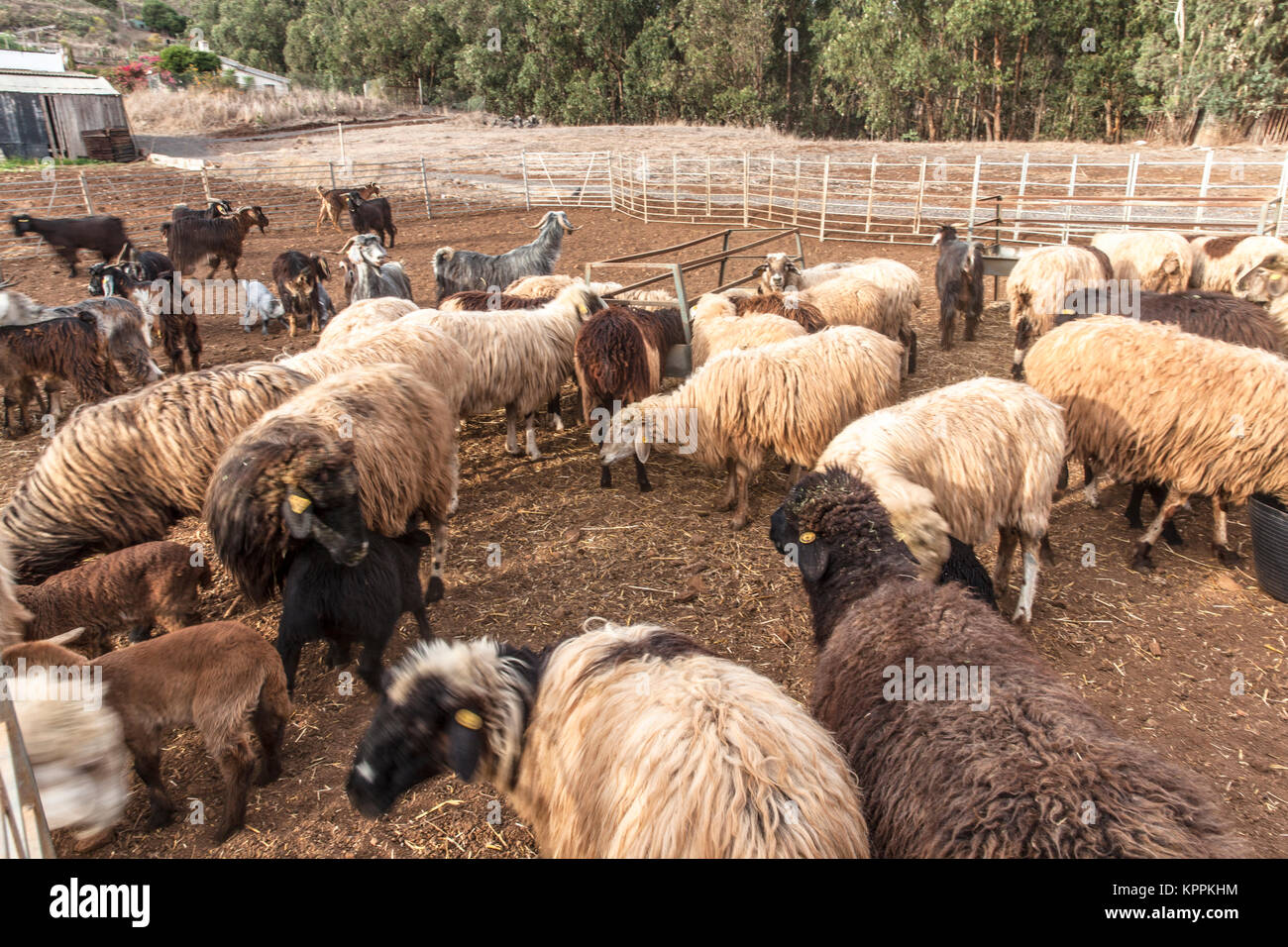 Shepherd and sheep herd grazing in the open air Stock Photo - Alamy