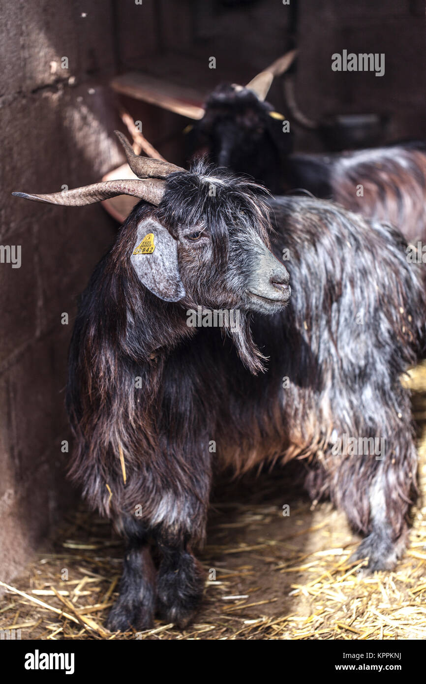 Shepherd and sheep herd grazing in the open air Stock Photo - Alamy