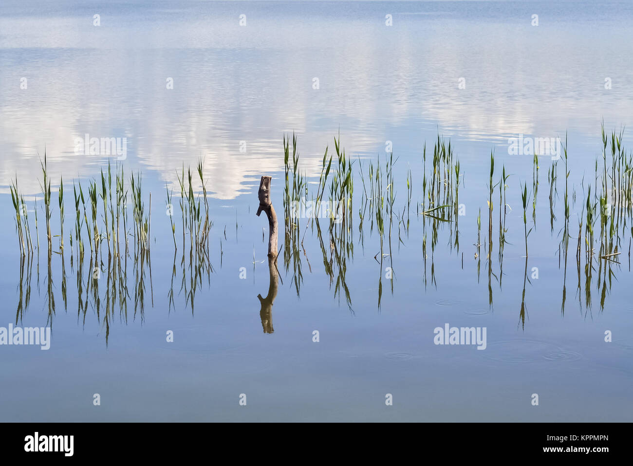 Lake and reed reflecting in the water in a quiet spring day Stock Photo ...