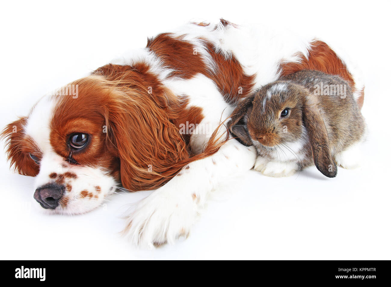 Animal friends. True pet friends. Dog rabbit bunny lop animals together ...