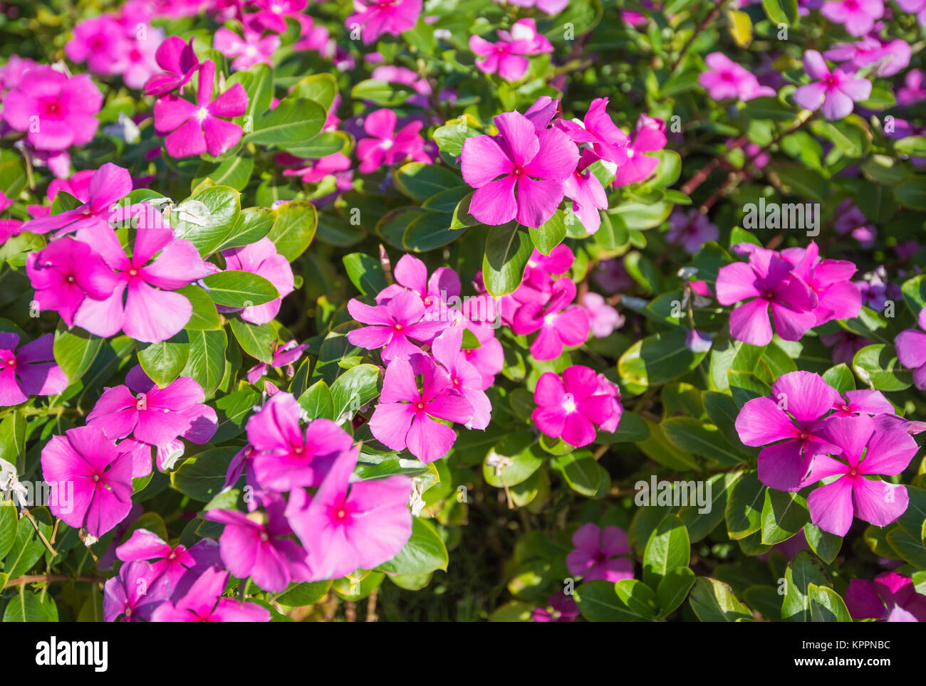 Closeup detail of a purple flowering rose periwinkle plant catharanthus roseus in a formal landscaped garden Stock Photo