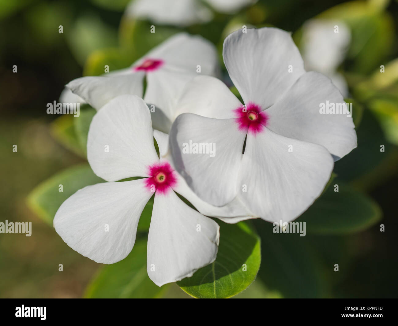 Closeup detail of a white flowering rose periwinkle plant catharanthus roseus in a formal landscaped garden Stock Photo