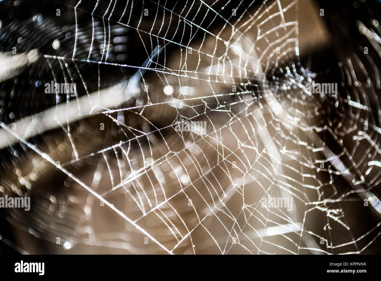 Macro close up of a spider web Stock Photo - Alamy