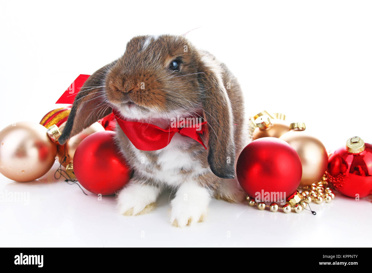 Christmas animals hi-res stock photography and images - Alamy