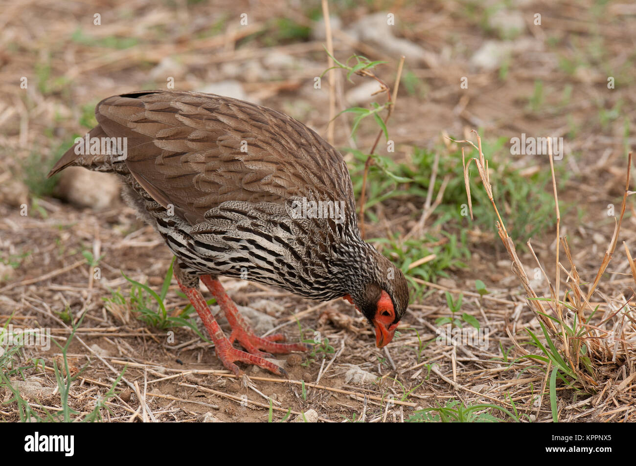 Red-necked Spurfowl or Red-necked Froncolin (pternistis afer or Froncolinuus afer) hunting for food in Tarangire national Park Stock Photo