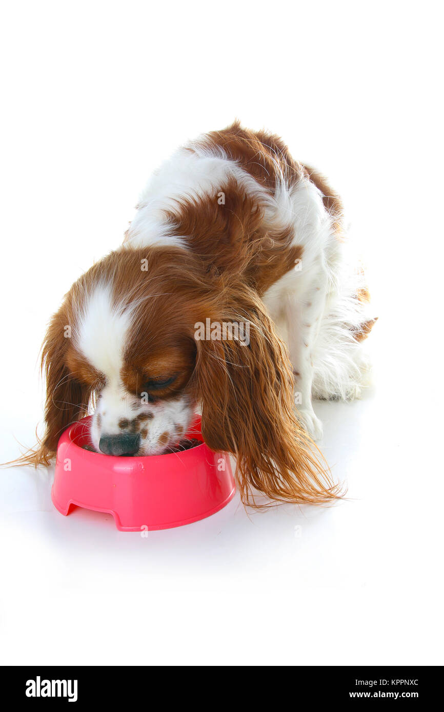 Dog eating animal food with red plastic bowl. Hungry dog photo illustration. Dog food with puppy. Cavalier king charles spaniel on isolated white studio background. Puppy eating in studio. Stock Photo