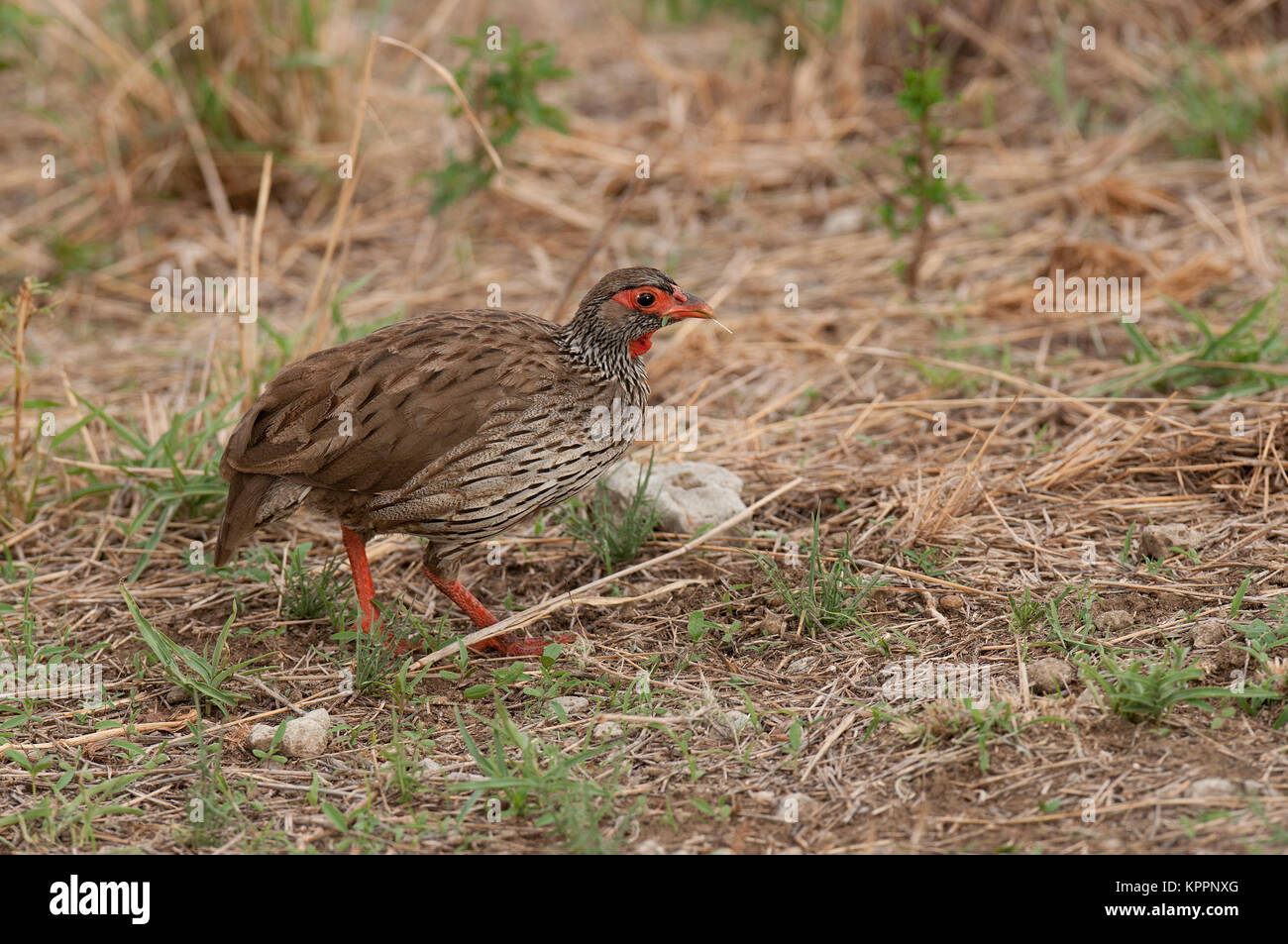 Red-necked Spurfowl or Red-necked Froncolin (pternistis afer or Froncolinuus afer) hunting for food in Tarangire national Park Stock Photo