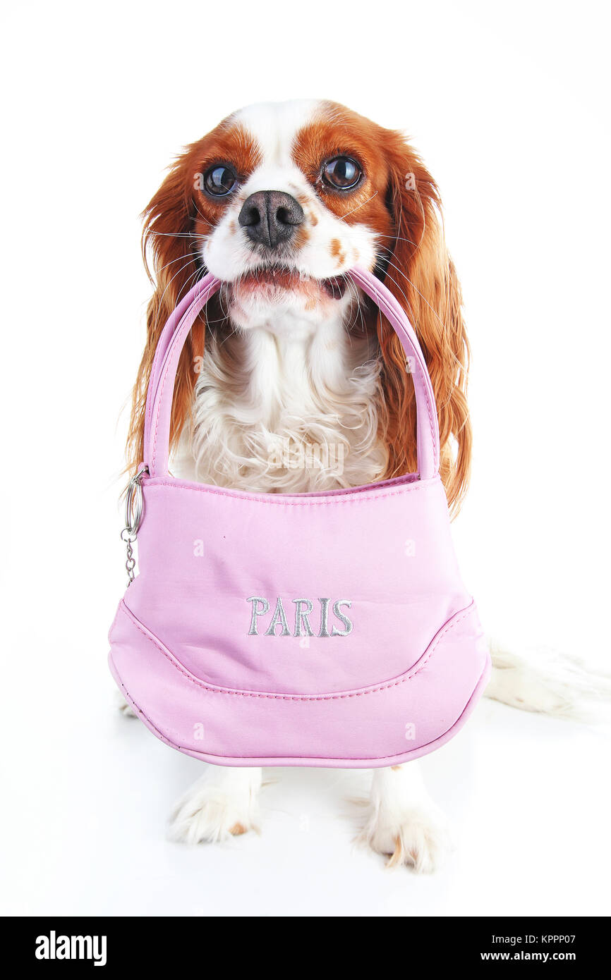 Dog holding souvenir bag on isolated white background. Dog with French souvenir from Paris. Cute trained pets. Stock Photo