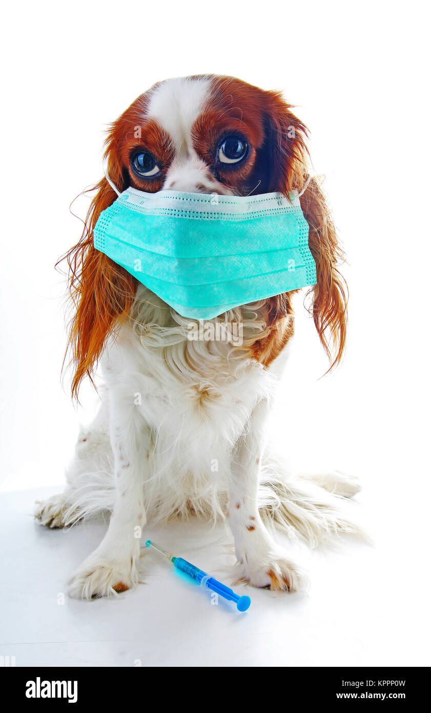 Sick dog puppy photo illustration. Animal pet doctor vet mask on puppy. Dog with injection vaccination. Animal pet dog vet on isolated white background. Dog sickness illness illustration. Stock Photo