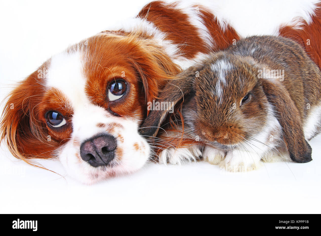 Animal friends. True pet friends. Dog rabbit bunny lop animals together on isolated white studio background. Pets love each other. Stock Photo