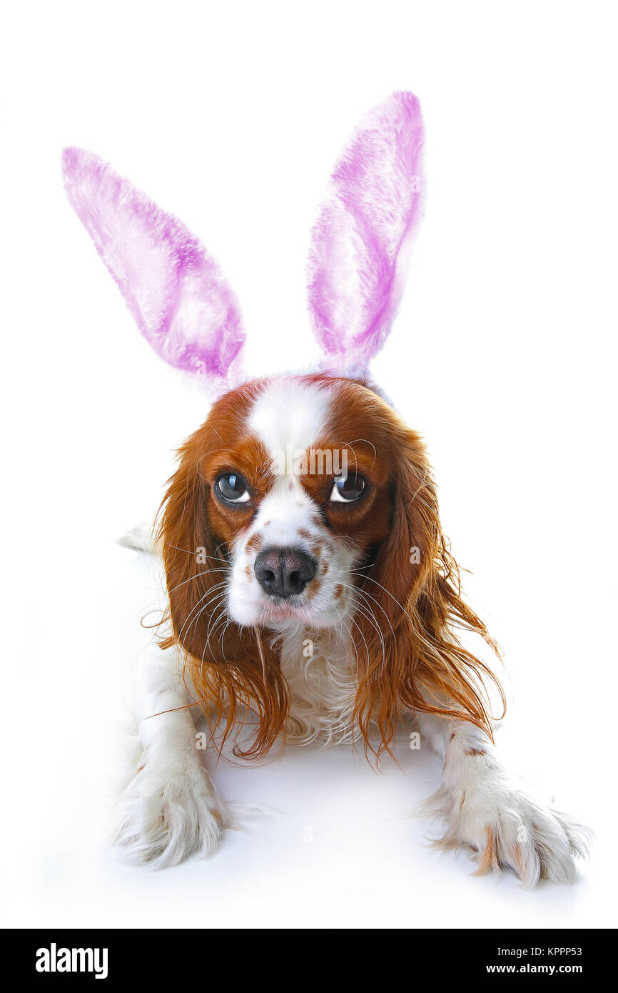 Cute easter bunny dog with rabbit ears. Happy Easter Holiday Cavalier