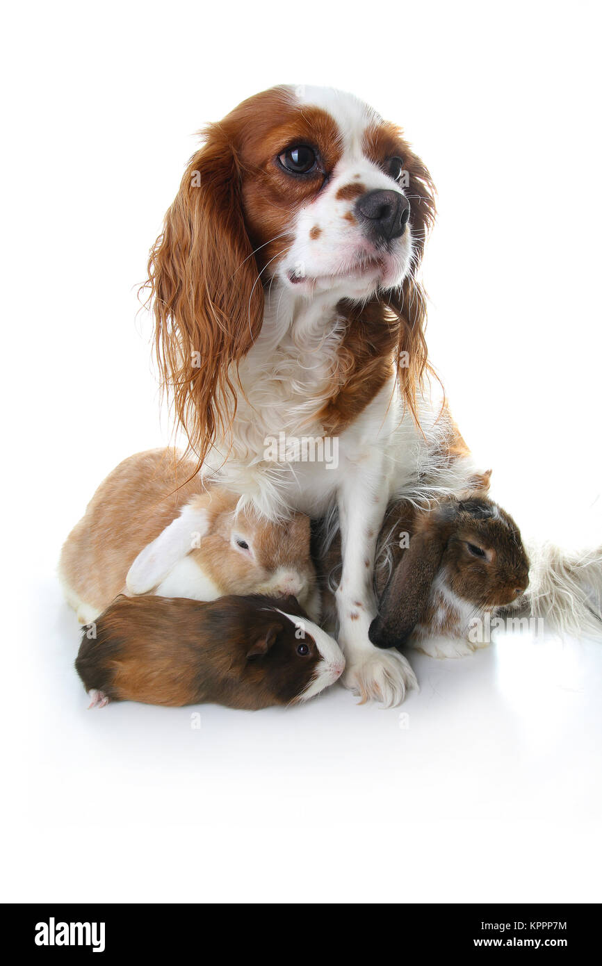 Animal friends. True pet friends. Dog rabbit bunny lop animals together ...