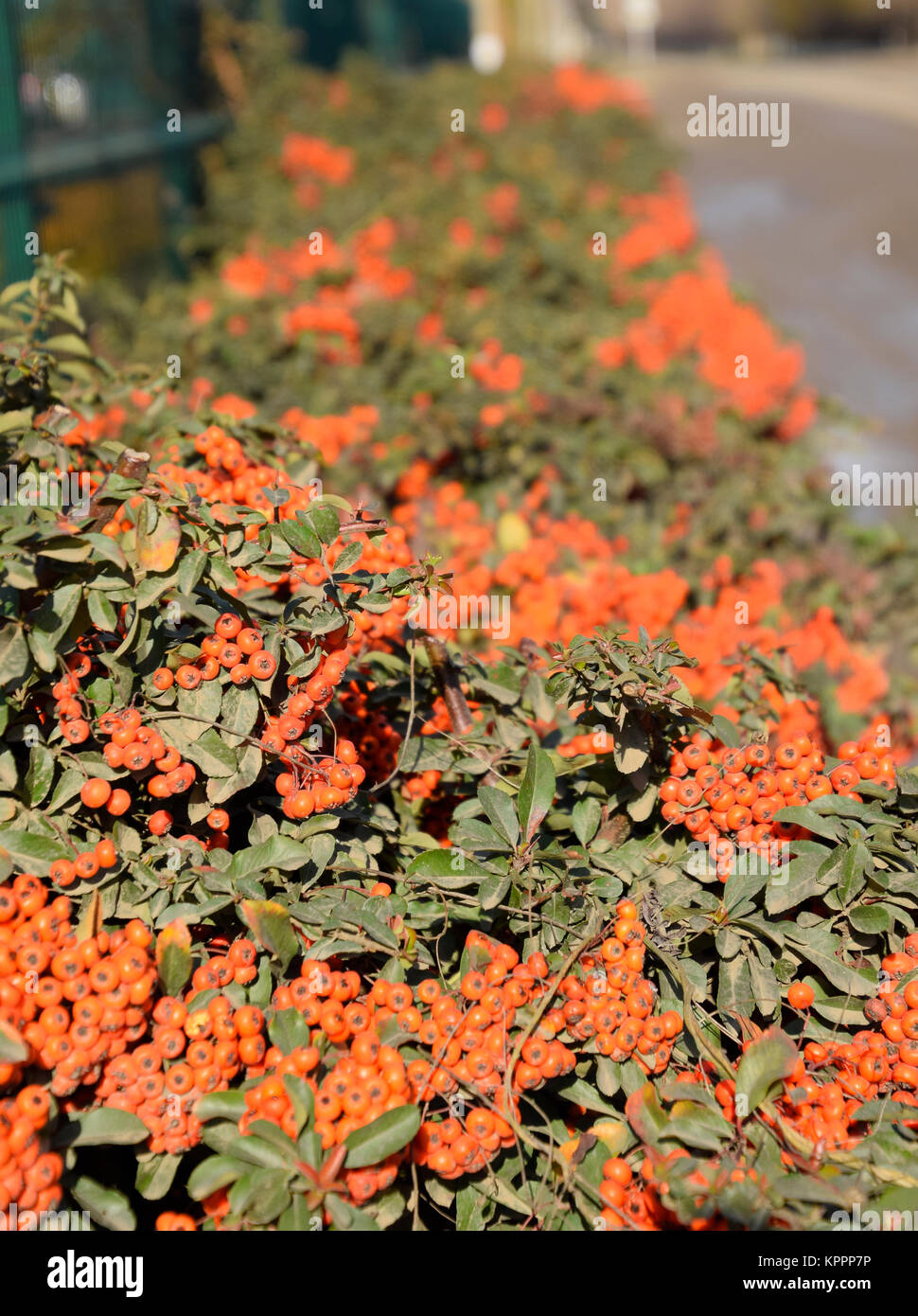 Orange autumn berries of Pyracantha with green leaves on a bush. Brush berry Stock Photo