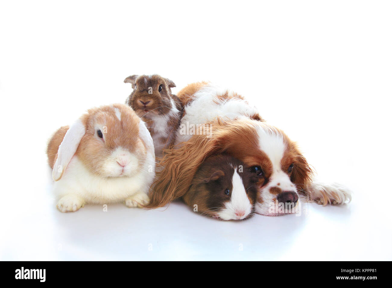 Animal friends. True pet friends. Dog rabbit bunny lop animals together ...