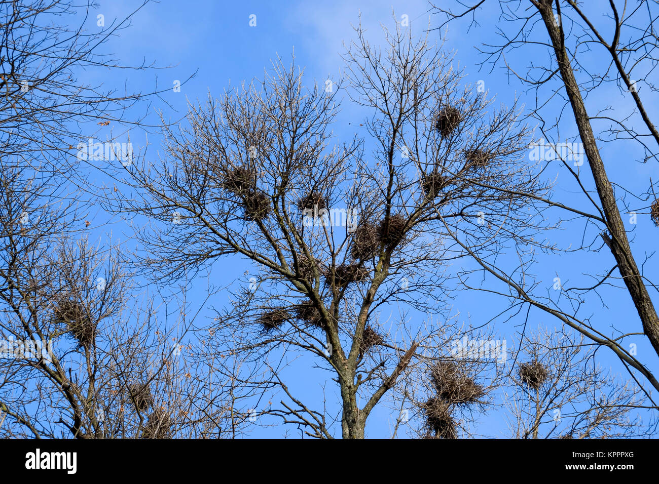 Nests of crows on high branches of trees. Late fall. Nests of birds