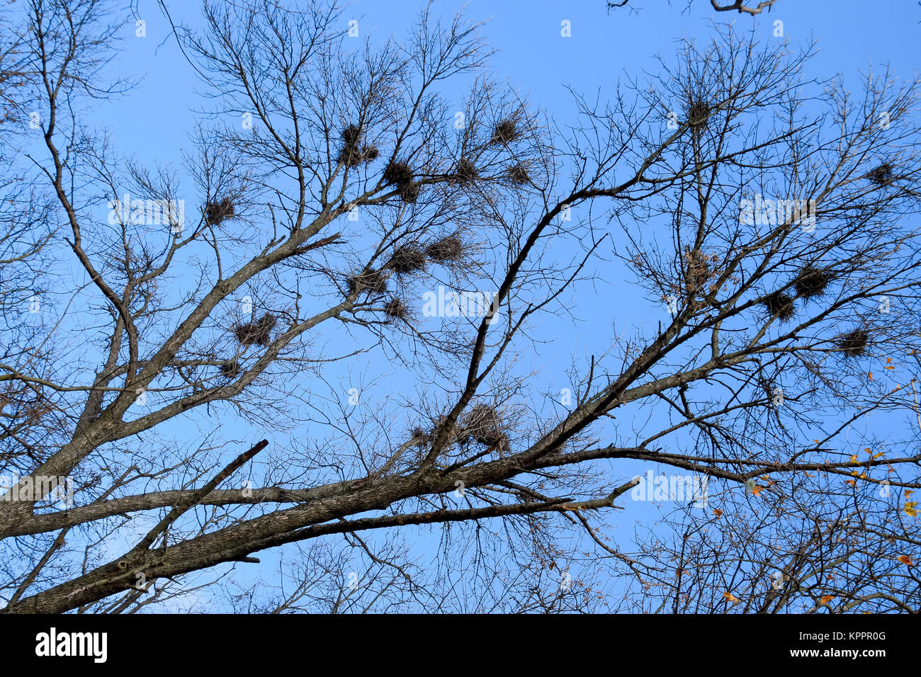 Nests of crows on high branches of trees. Late fall. Nests of birds