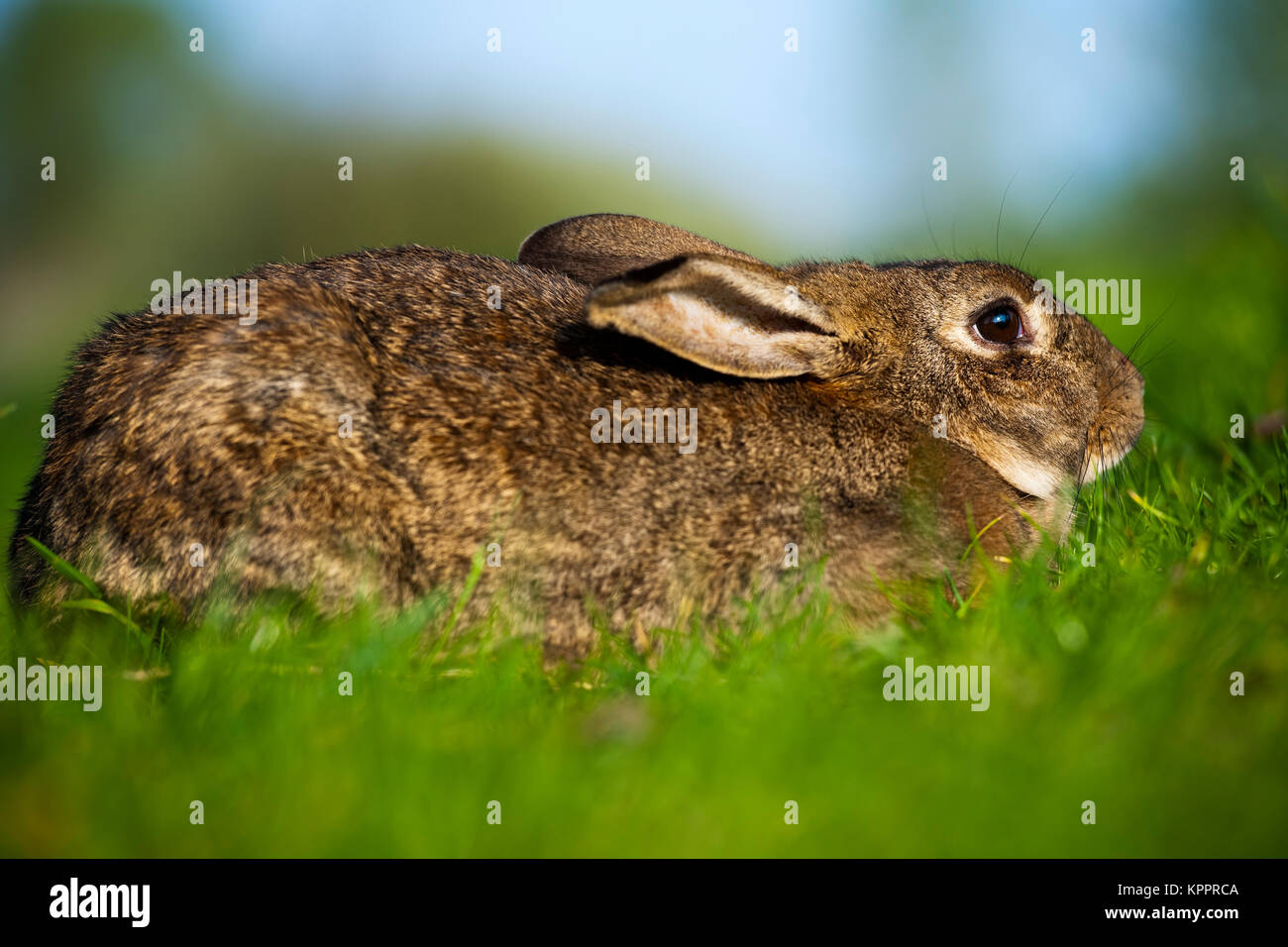 European Rabbit (female or called doe) (Oryctolagus cuniculus Stock