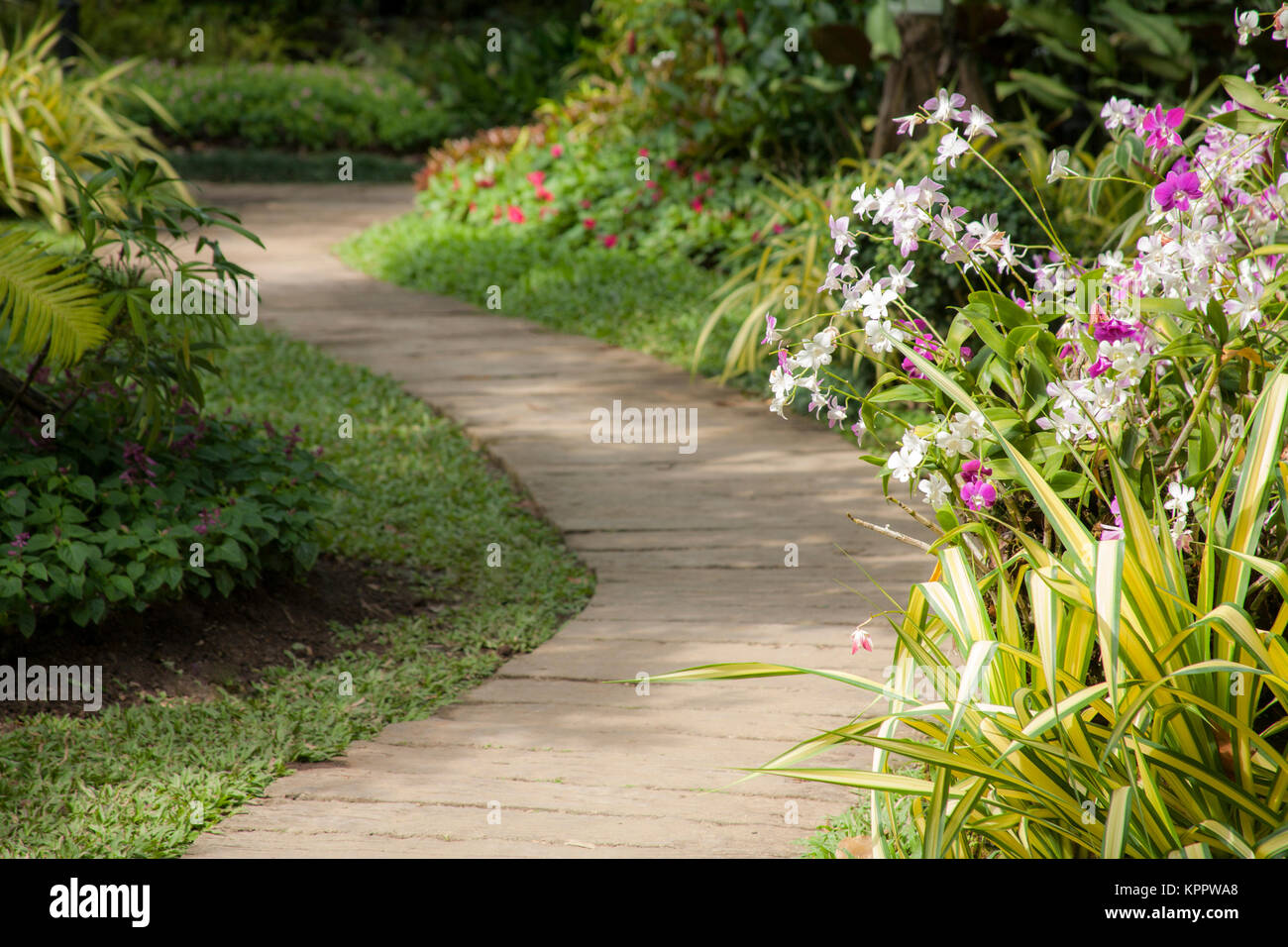 Beautiful tropical garden / Landscaping with tropical plants Stock ...