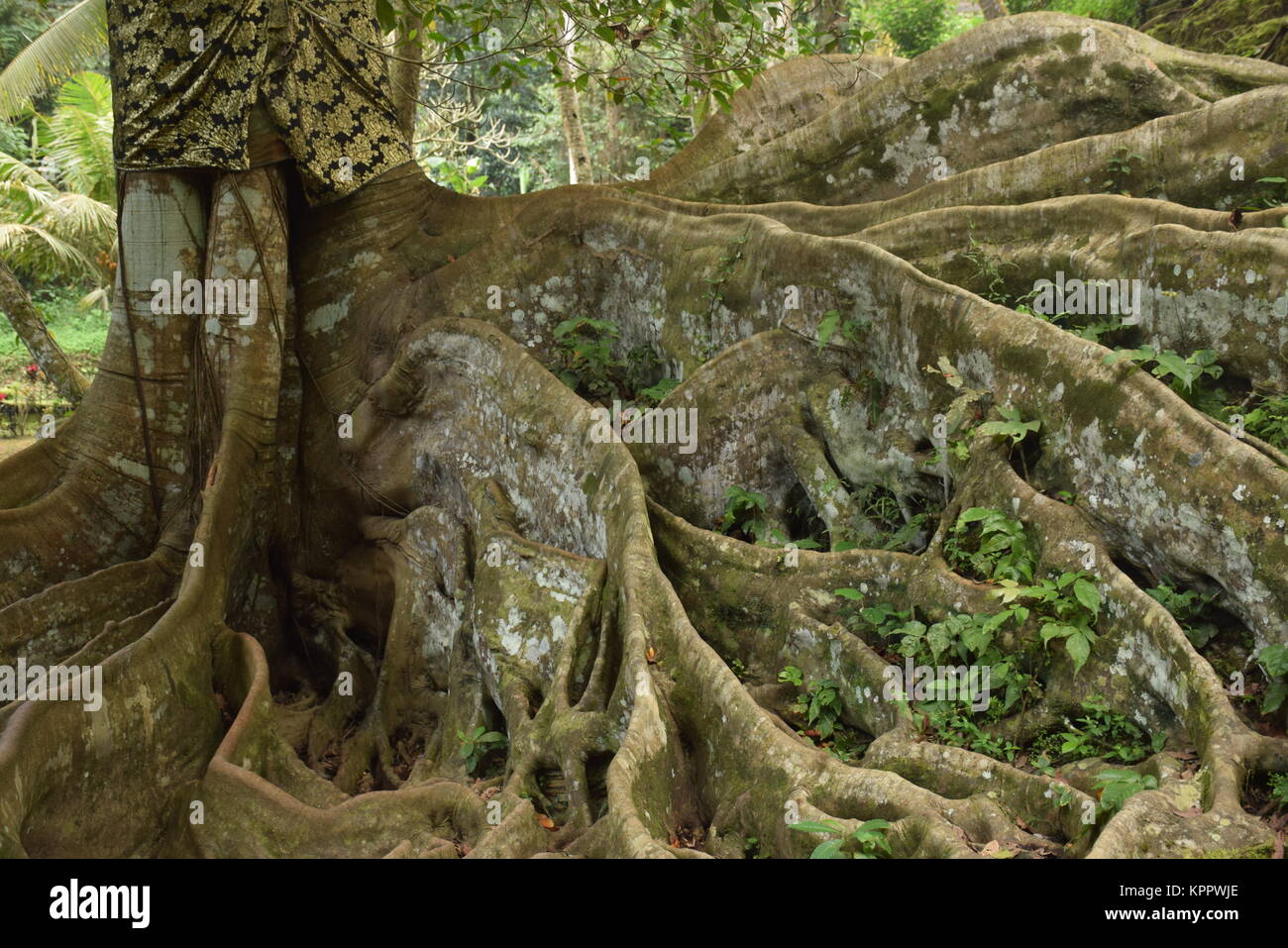 Banyan Tree Roots Growing Inside Goa Gajah Sanctuary In Bali Banyan Tree Roots Growing Inside Goa Gajah Sanctuary In Bali
