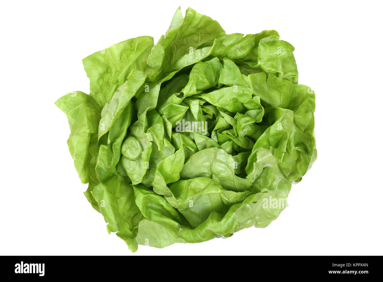 Salat Kopfsalat Gemüse von oben Freisteller freigestellt isoliert vor einem  weissen Hintergrund Stock Photo - Alamy
